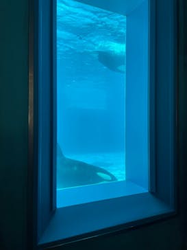 鴨川シーワールドに投稿された画像（2024/5/17）