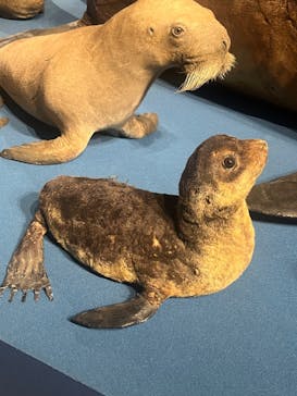 特別展「大哺乳類展３－わけてつなげて大行進」に投稿された画像（2024/5/17）