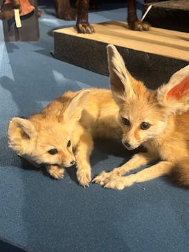 特別展「大哺乳類展３－わけてつなげて大行進」に投稿された画像（2024/5/17）