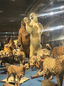 特別展「大哺乳類展３－わけてつなげて大行進」に投稿された画像（2024/5/17）