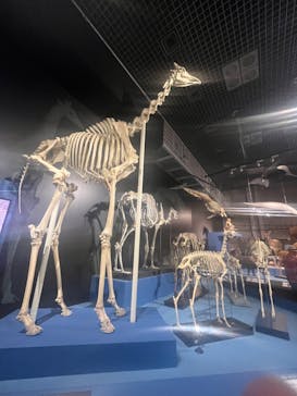 特別展「大哺乳類展３－わけてつなげて大行進」に投稿された画像（2024/5/17）