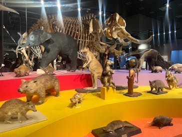 特別展「大哺乳類展３－わけてつなげて大行進」に投稿された画像（2024/5/17）