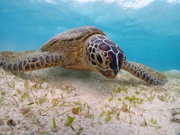 宮古島マリンショップSmileyに投稿された画像（2024/5/17）