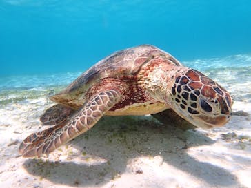 nico 宮古島に投稿された画像（2024/5/17）