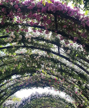 横浜イングリッシュガーデンに投稿された画像（2024/5/11）