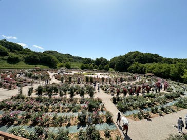 ぎふワールド・ローズガーデンに投稿された画像（2024/5/17）