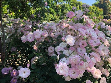 横浜イングリッシュガーデンに投稿された画像（2024/5/17）