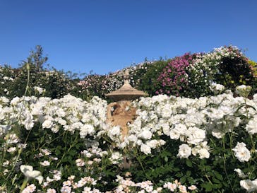 横浜イングリッシュガーデンに投稿された画像（2024/5/17）