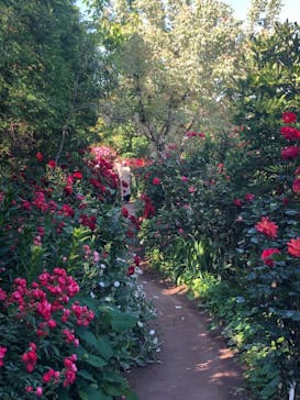 横浜イングリッシュガーデンに投稿された画像（2024/5/17）
