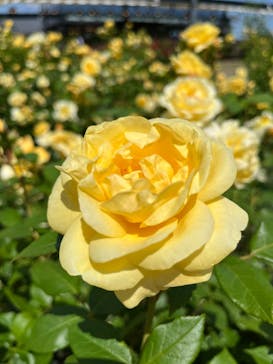 いばらきフラワーパークに投稿された画像（2024/5/17）