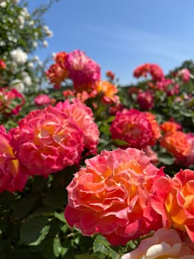 いばらきフラワーパークに投稿された画像（2024/5/17）