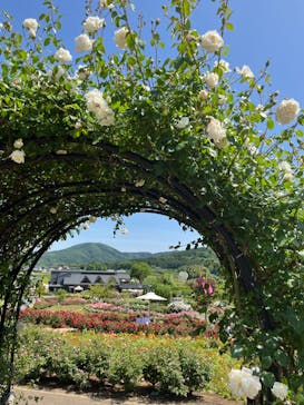 いばらきフラワーパークに投稿された画像（2024/5/17）