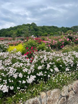 ぎふワールド・ローズガーデンに投稿された画像（2024/5/17）