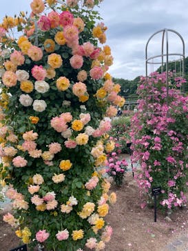 ぎふワールド・ローズガーデンに投稿された画像（2024/5/17）