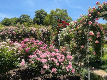 やまぐちフラワーランドに投稿された画像（2024/5/17）