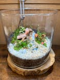 Terrariums 渋谷ヒカリエ店に投稿された画像（2024/5/17）