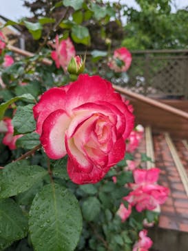 京成バラ園に投稿された画像（2024/5/17）