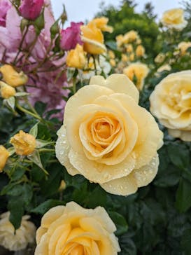 京成バラ園に投稿された画像（2024/5/17）