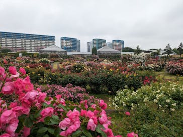 京成バラ園に投稿された画像（2024/5/17）