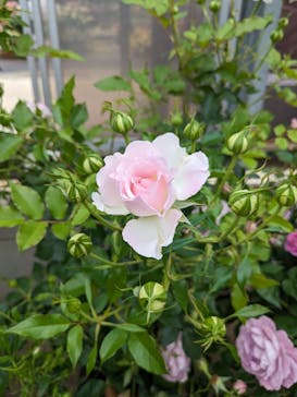 京成バラ園に投稿された画像（2024/5/17）