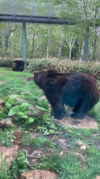 サホロリゾート　ベア･マウンテンに投稿された画像（2024/5/17）