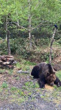 サホロリゾート　ベア･マウンテンに投稿された画像（2024/5/17）