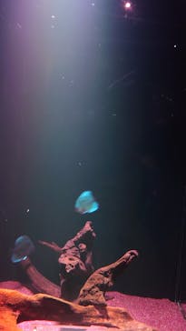 マクセル アクアパーク品川に投稿された画像（2024/5/17）