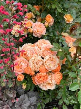 浜名湖花博2024に投稿された画像（2024/5/17）