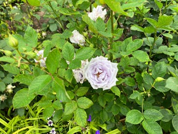 浜名湖花博2024に投稿された画像（2024/5/17）