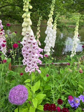 浜名湖花博2024に投稿された画像（2024/5/17）