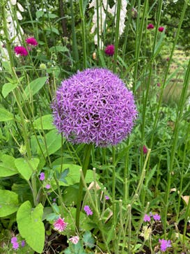 浜名湖花博2024に投稿された画像（2024/5/17）