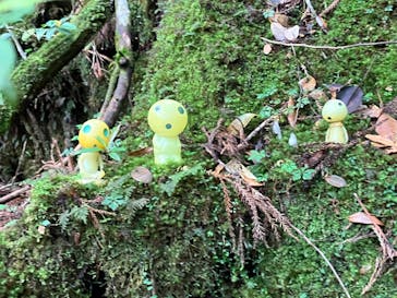 Yamakara屋久島に投稿された画像（2024/5/17）