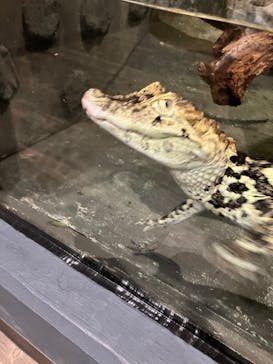 熱川バナナワニ園に投稿された画像（2024/5/17）