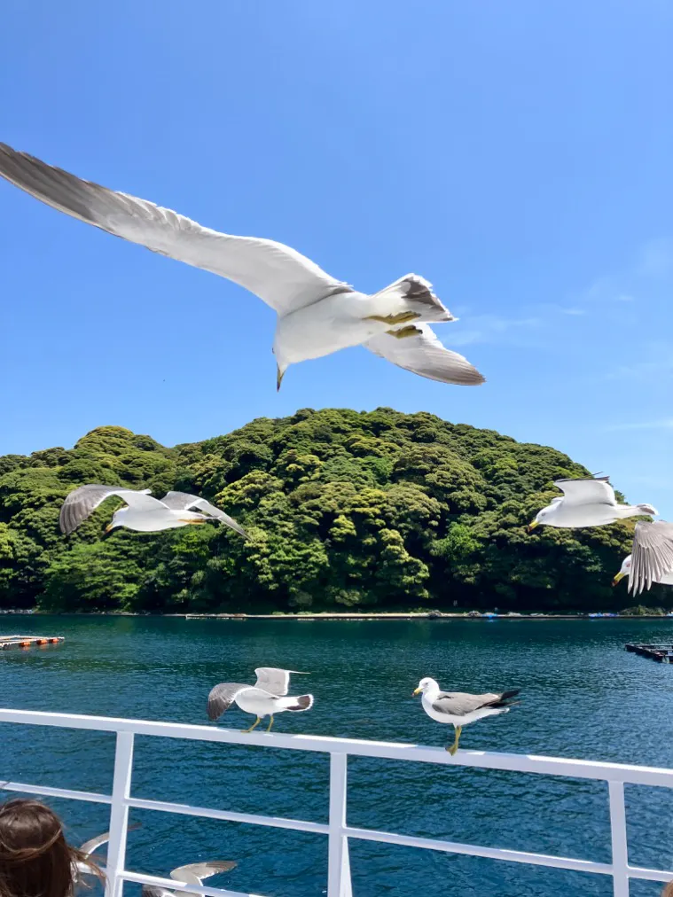 伊根湾めぐり遊覧船の口コミ ｜停滞して飛んでいる鳥を真下から
