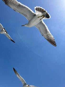 伊根湾めぐり遊覧船に投稿された画像（2024/5/17）