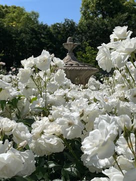 横浜イングリッシュガーデンに投稿された画像（2024/5/18）