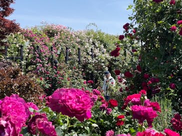 横浜イングリッシュガーデンに投稿された画像（2024/5/18）