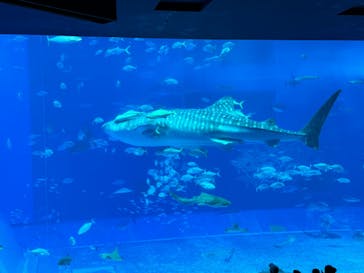 沖縄美ら海水族館に投稿された画像（2024/5/18）