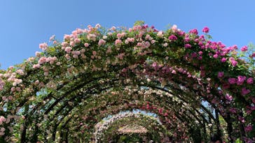 横浜イングリッシュガーデンに投稿された画像（2024/5/18）