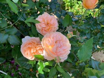 横浜イングリッシュガーデンに投稿された画像（2024/5/18）