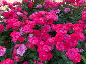 横浜イングリッシュガーデンに投稿された画像（2024/5/18）