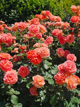 浜名湖花博2024に投稿された画像（2024/5/18）