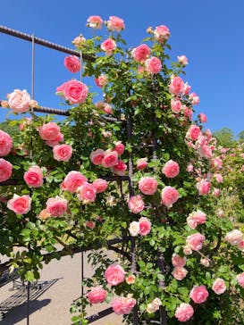 いばらきフラワーパークに投稿された画像（2024/5/18）