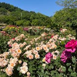 いばらきフラワーパークに投稿された画像（2024/5/18）