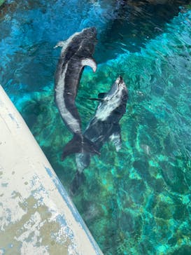 横浜・八景島シーパラダイスに投稿された画像（2024/5/18）