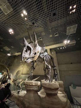 特別展「大哺乳類展３－わけてつなげて大行進」に投稿された画像（2024/5/18）