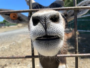 岩手サファリパークに投稿された画像（2024/5/18）