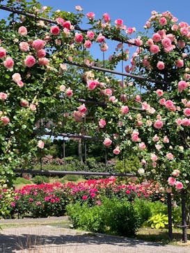 いばらきフラワーパークに投稿された画像（2024/5/18）