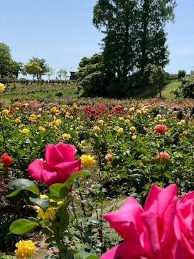 いばらきフラワーパークに投稿された画像（2024/5/18）