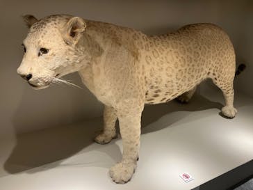 特別展「大哺乳類展３－わけてつなげて大行進」に投稿された画像（2024/5/18）